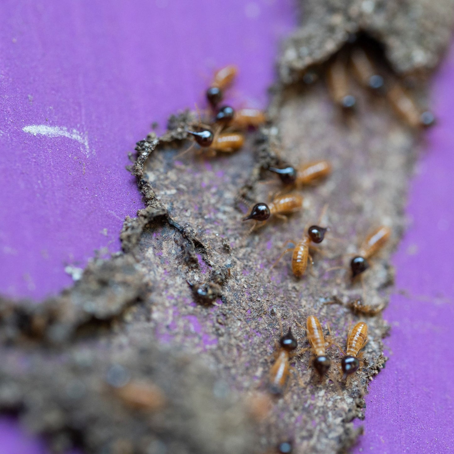 Pest Inspections/Prevention