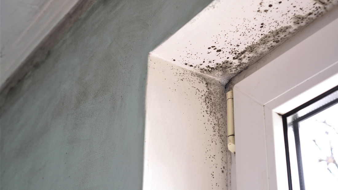 The Importance of Damp and Ventilation Surveys in Residential Properties