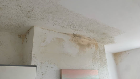 How To Address Property Mould and Moisture Issues Effectively