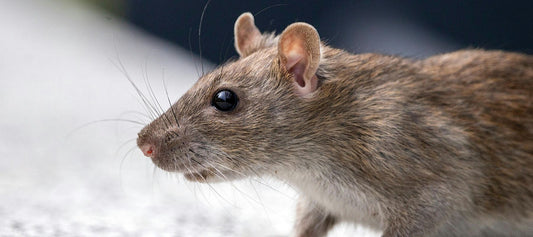 Tackling a Stubborn Rat Infestation
