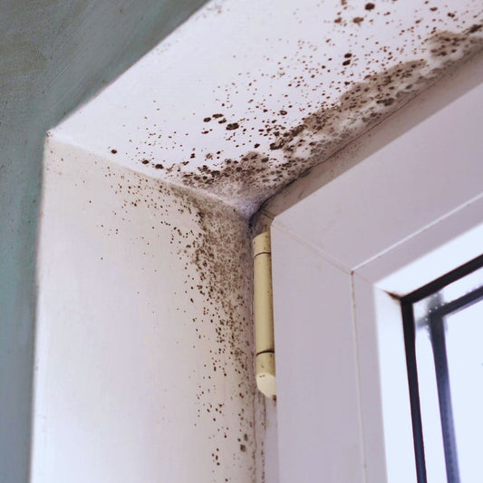 Mould Survey