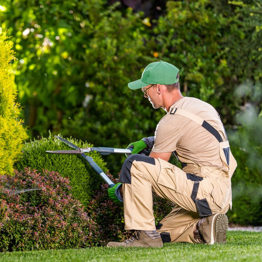Shrub Maintenance
