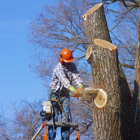 Tree Maintenance