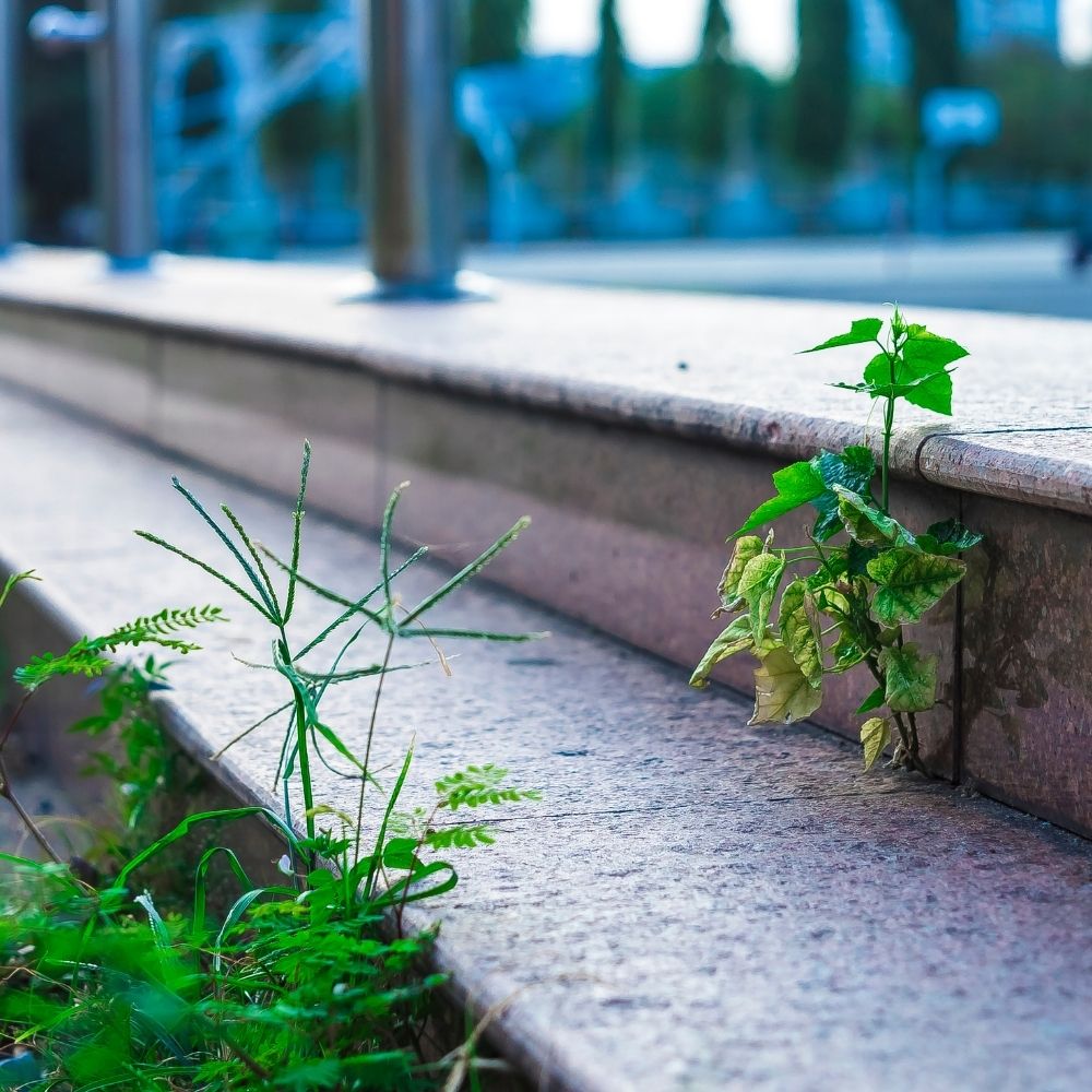 Weed & Vegetation Control