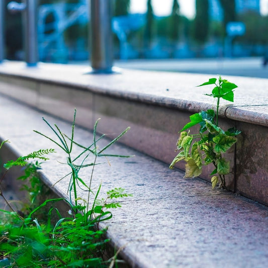 Weed & Vegetation Control