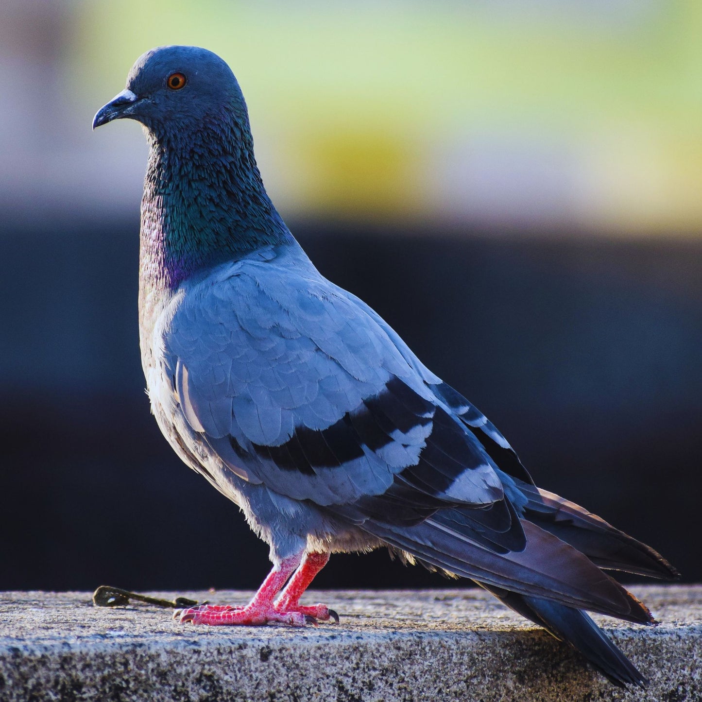 Wildlife Mitigation