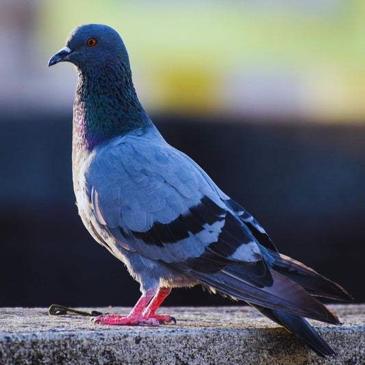 Wildlife Mitigation